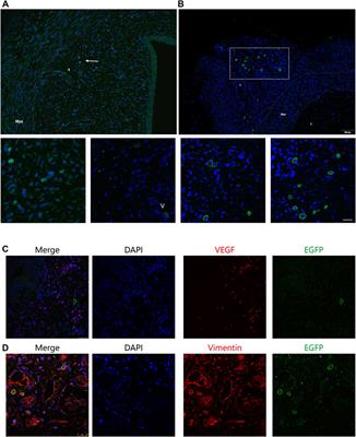 Regenerative Effects of Locally or Intra-Arterially Administered BMSCs on the Thin Endometrium